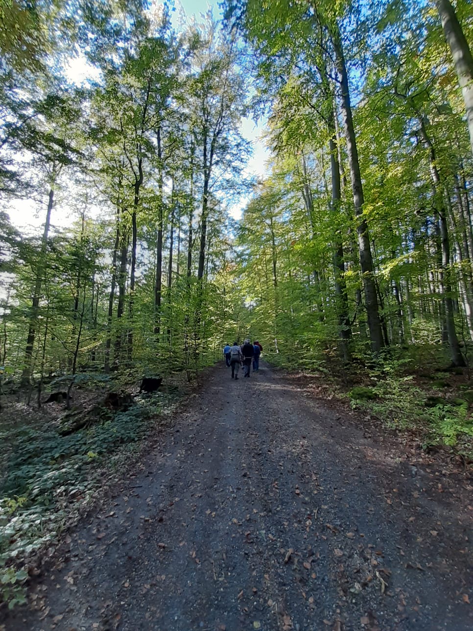 Ein grüner, lebendiger Wald