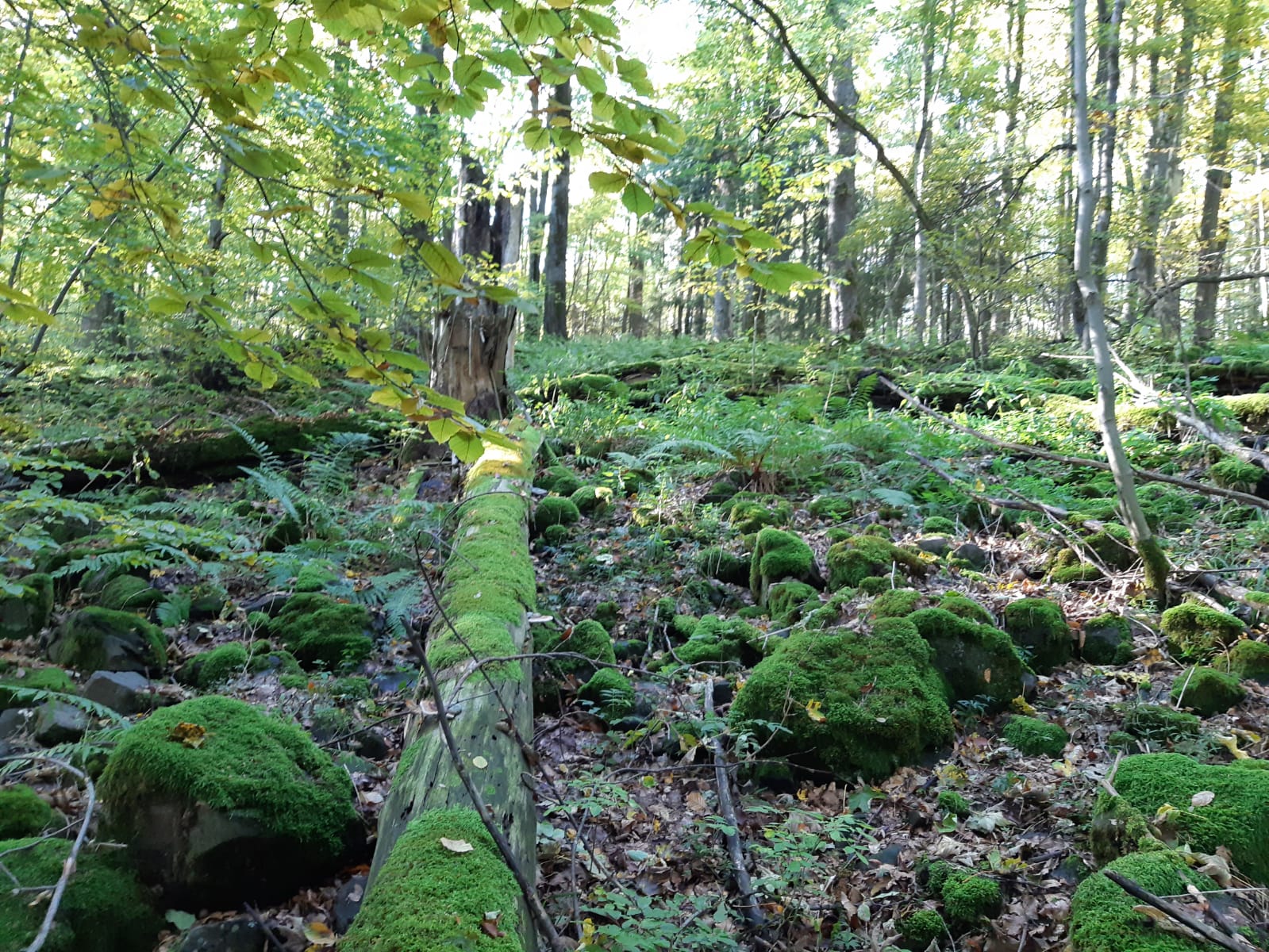 Viel Leben gibt es auch in toten Bäumen