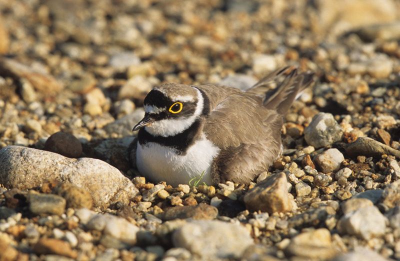 Tongrube Seedorf Tongrube Seedorf - „Goldgrube für den Artenschutz“