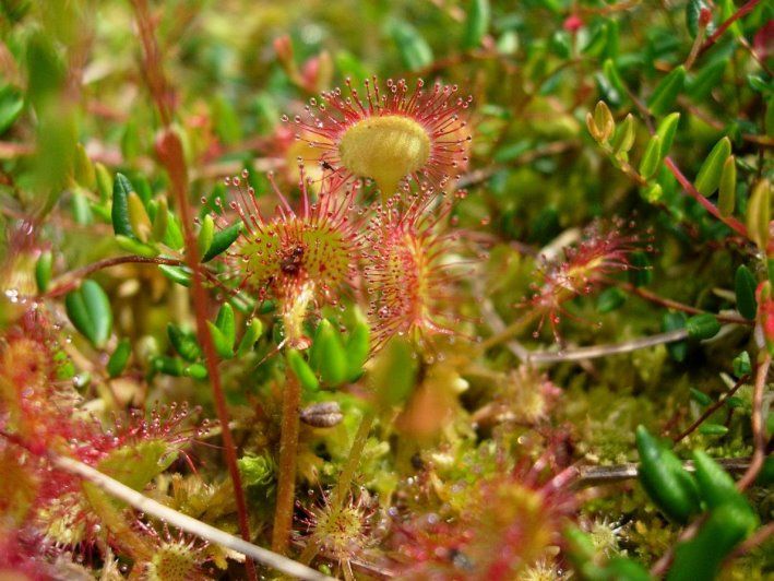 Tongrube Seedorf Tongrube Seedorf - „Goldgrube für den Artenschutz“