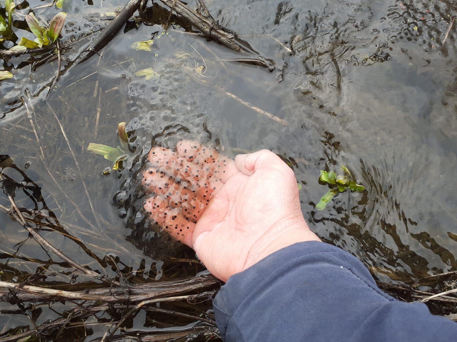 Amphibienleitsysteme Selb