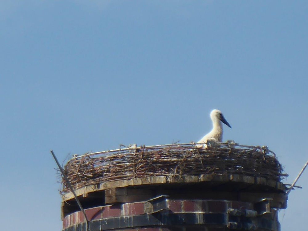 Störche Weißenstadt Fichtelgebirge