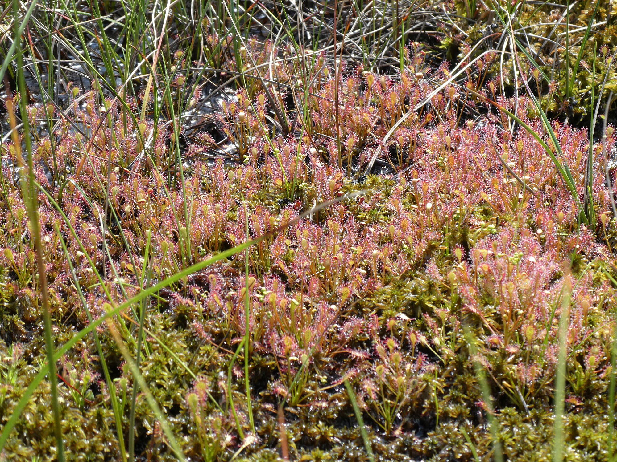 Breiter Teich bei Selb Moorteich Breiter Teich bei Selb , Teil eines grenzüberschreitenden Moorverbundes