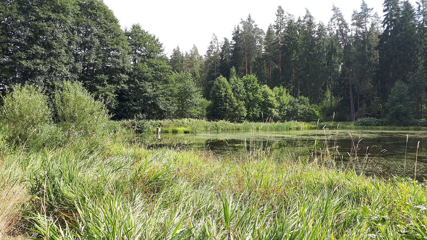 Herrenoberweiher Herrenoberweiher Fichtelgebirge Libellen Amphibien