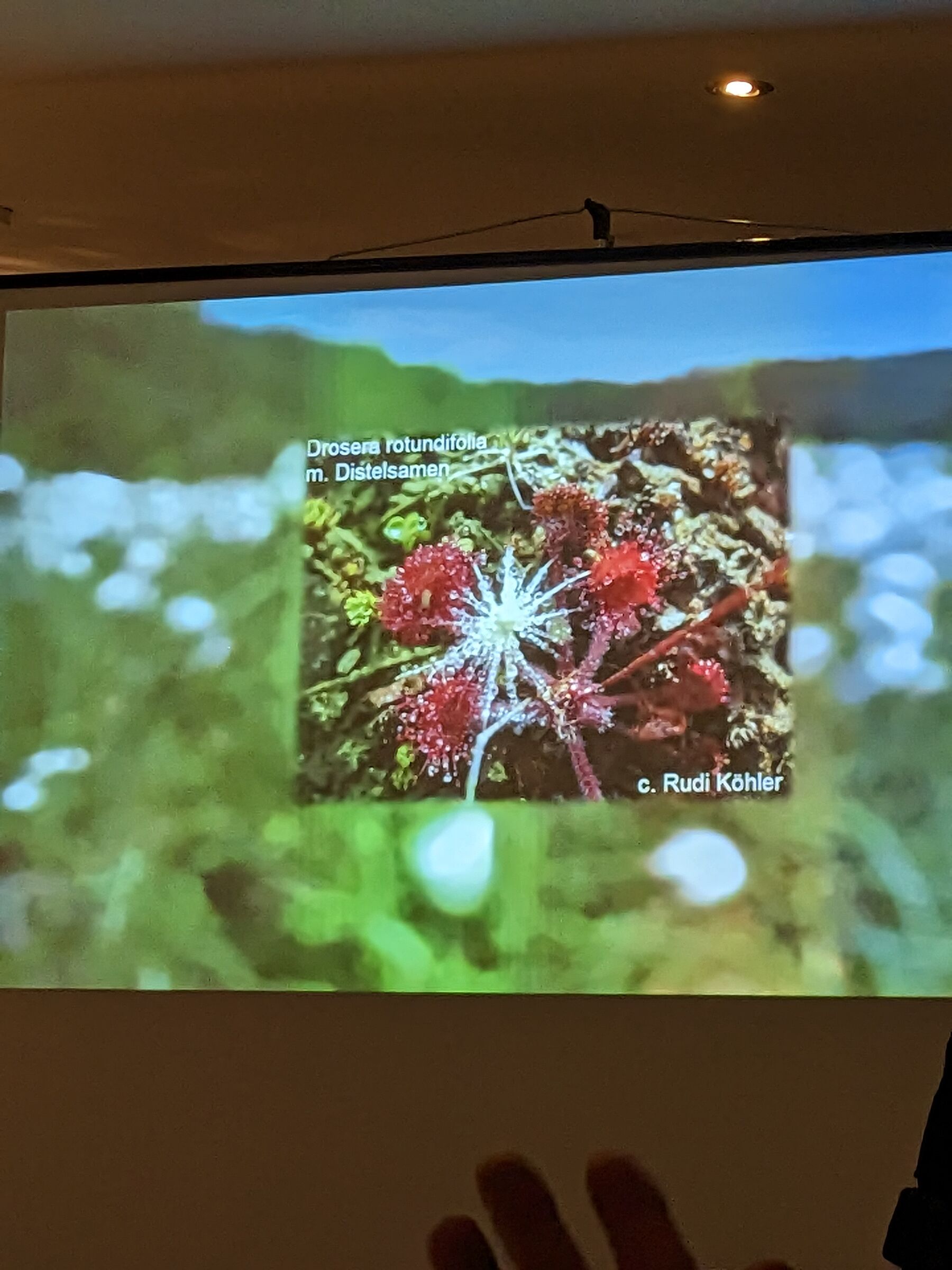 Insektivoren, fleischfressende Pflanzen im Fichtelgebirge, Rudolf Köhler