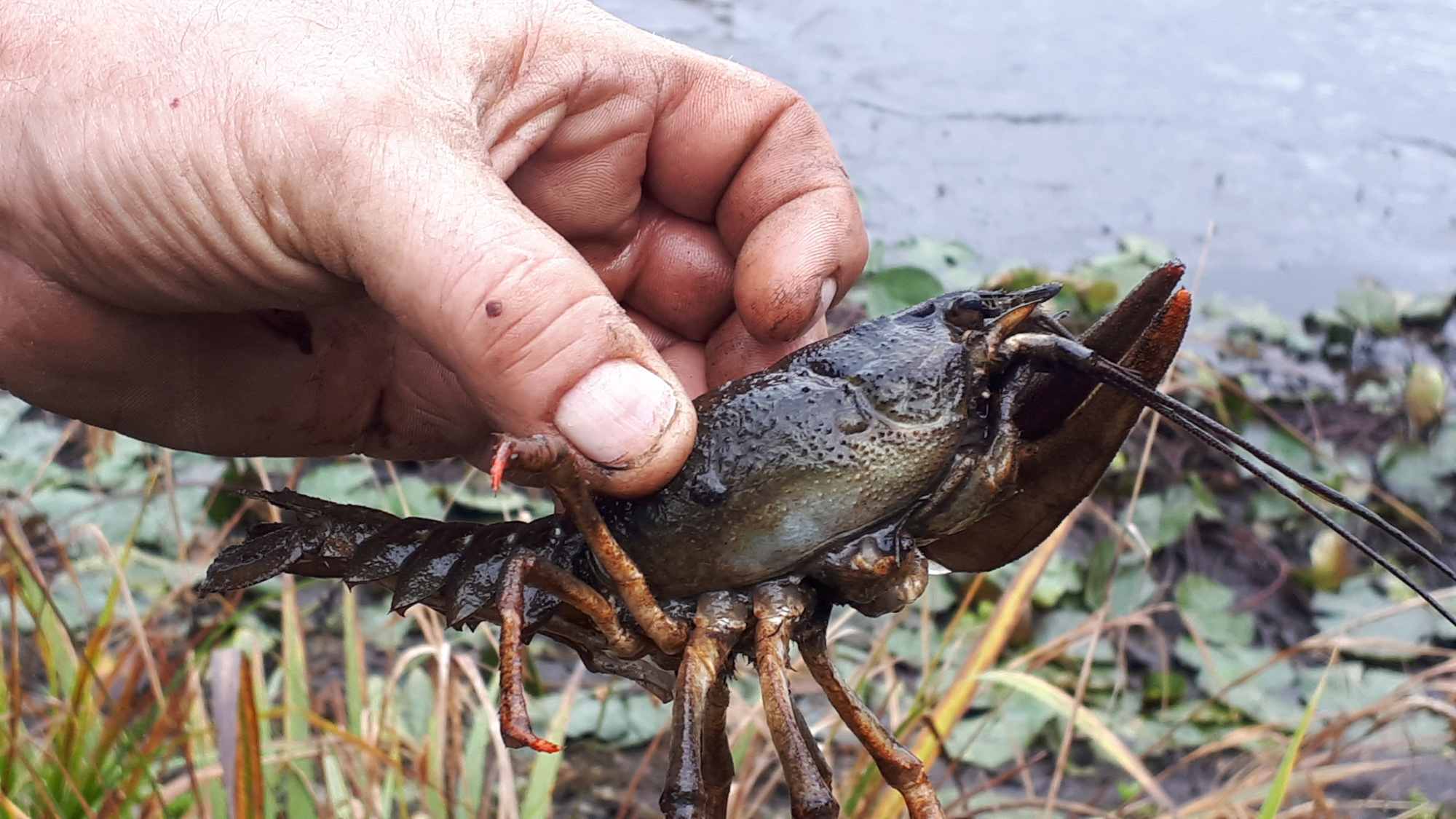 Amphibienteich "Gutsteich" bei Selb