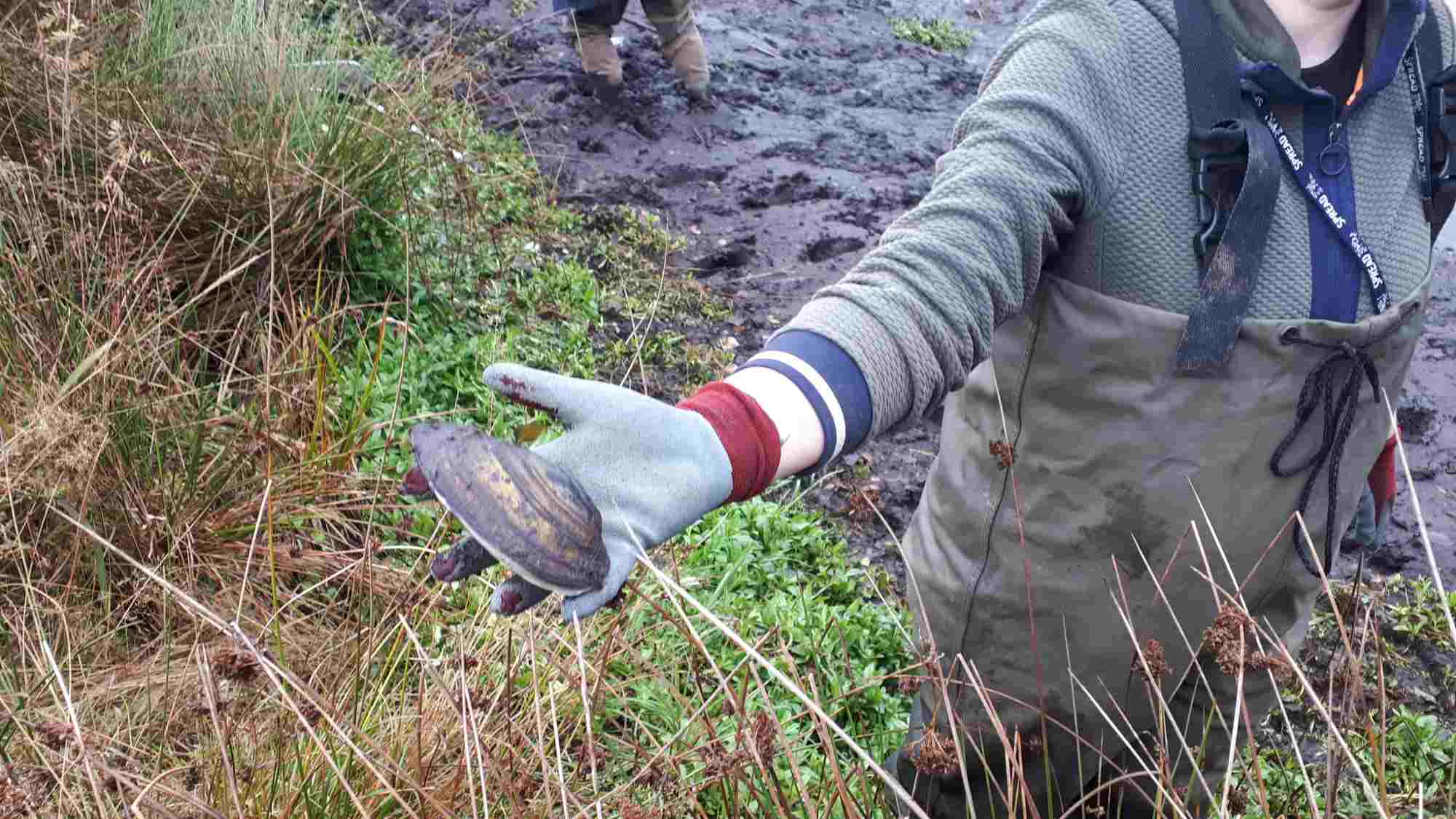 Amphibienteich "Gutsteich" bei Selb
